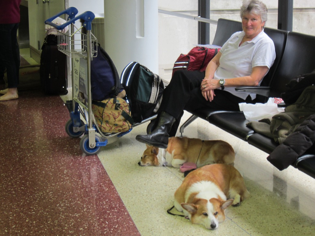 Carol sitting with the dogs in Boston Logan Terminal